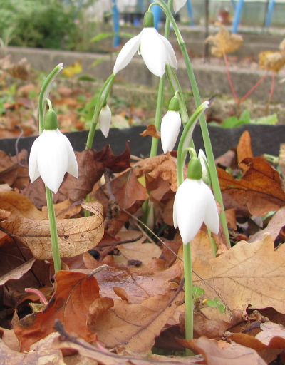 Galanthus reginae-olgae ‘Cambridge’ 